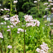 Load image into Gallery viewer, Valerian