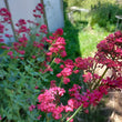 Load image into Gallery viewer, Red Valerian: Jupiter's Beard