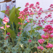 Load image into Gallery viewer, Red Valerian: Jupiter's Beard