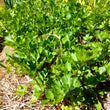 Load image into Gallery viewer, Pink Plume Leafy Celery