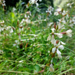 Load image into Gallery viewer, Turkish Rocket Arugula