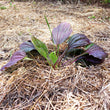 Load image into Gallery viewer, Red Plantain