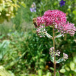 Load image into Gallery viewer, Stone Orpine