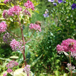 Load image into Gallery viewer, Stone Orpine