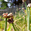 Load image into Gallery viewer, Egyptian Walking Onions