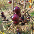Load image into Gallery viewer, Blueberries Cherry Tomato