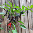 Load image into Gallery viewer, Murasaki Purple Pepper