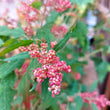 Load image into Gallery viewer, Brilliant Rainbow Quinoa