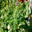 Load image into Gallery viewer, Tulsi Basil