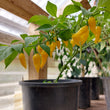 Load image into Gallery viewer, Aji Limon Hot Pepper
