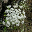 Load image into Gallery viewer, Burnet Saxifraga
