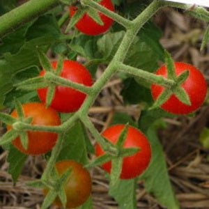 Chiapas Wild Ancient Tomato