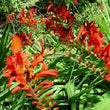 Load image into Gallery viewer, Crocosmia Lucifer
