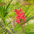 Load image into Gallery viewer, Crocosmia Lucifer