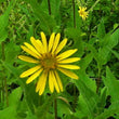 Load image into Gallery viewer, Cup Plant