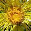 Load image into Gallery viewer, Elecampane