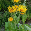 Load image into Gallery viewer, Elecampane