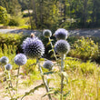 Load image into Gallery viewer, Echinops Ritro