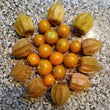 Load image into Gallery viewer, Goldenberry