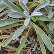 Load image into Gallery viewer, Greek Mountain Tea