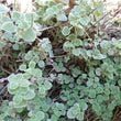 Load image into Gallery viewer, Horehound-Green Pom Pom
