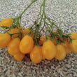 Load image into Gallery viewer, Ildi Cherry Tomato