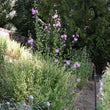 Load image into Gallery viewer, Kashmir Tree Mallow