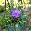 Load image into Gallery viewer, Milk Thistle