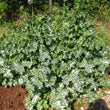 Load image into Gallery viewer, Milk Thistle