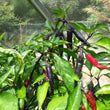 Load image into Gallery viewer, Murasaki Purple Pepper
