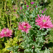 Load image into Gallery viewer, Pink Frilly Poppy