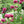 Load image into Gallery viewer, Pink Frilly Poppy
