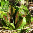 Load image into Gallery viewer, Rossa di Treviso Precoce Radicchio