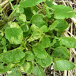 Load image into Gallery viewer, Variegated Cress