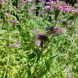 Load image into Gallery viewer, Wild Basil