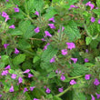 Load image into Gallery viewer, Wild Basil