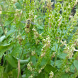 Load image into Gallery viewer, Wood Germander