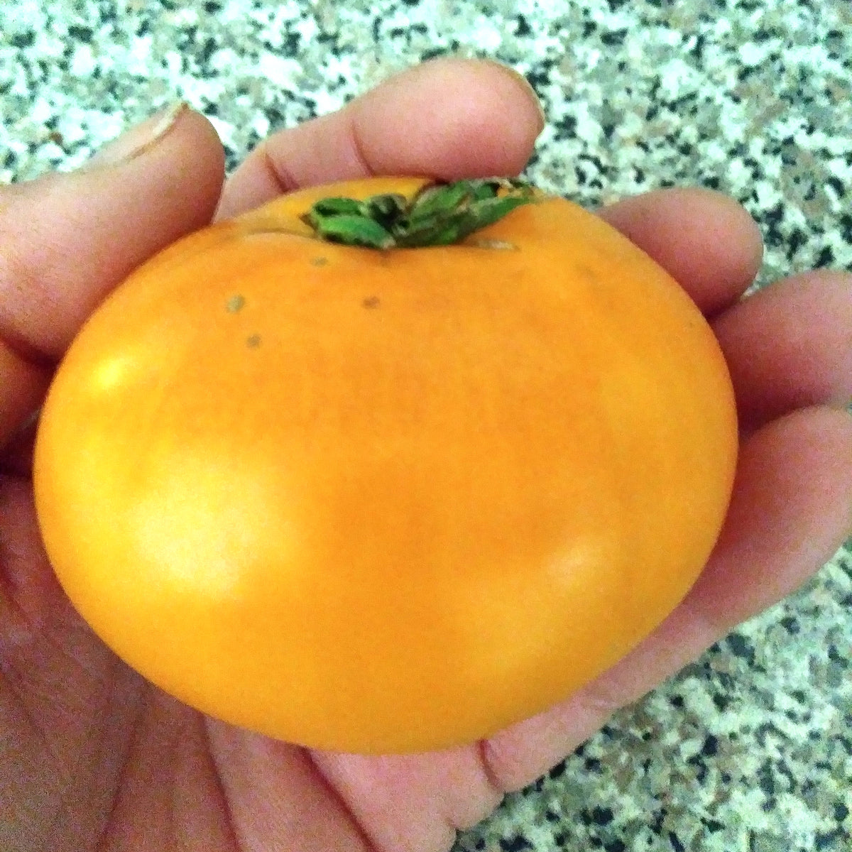 Yellow Mortgage Lifter Beefsteak Tomato Eagleridge Seeds