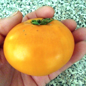 Yellow Mortgage Lifter Beefsteak Tomato