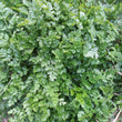 Load image into Gallery viewer, Earth Chestnut