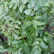 Load image into Gallery viewer, Valerian