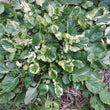 Load image into Gallery viewer, Variegated Cress