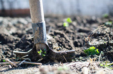 Sustainable Gardening Tip: Companion Planting