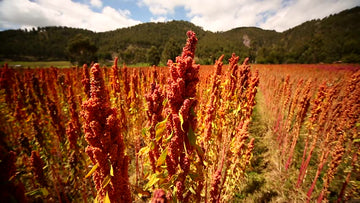 Get to Know Quinoa
