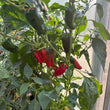 Load image into Gallery viewer, Padron - Hot Pepper
