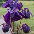 Load image into Gallery viewer, Purple Columbine - Aquilegia vulgaris
