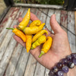 Load image into Gallery viewer, Sugar Rush Peach - Hot Pepper
