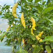 Load image into Gallery viewer, Sugar Rush Peach - Hot Pepper
