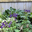 Load image into Gallery viewer, Purple Columbine - Aquilegia vulgaris
