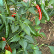 Load image into Gallery viewer, Black Cobra Hot Pepper
